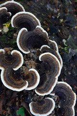 Trametes versicolor, commonly called the Turkey Tail
