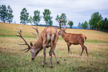 Naklejka premium Rothirsche