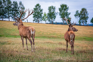 Hirsche entgegengesetzt