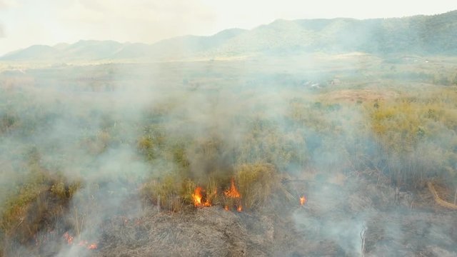 forest fire on slopes hills and mountains, bush. Forest and tropical jungle deforestation for human food farming and export. large flames from forest fire. Using fire to destroy natural habitat and