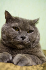 Thoroughbred and adult gray short-haired British cat with yellow eyes. Lovely kitten.