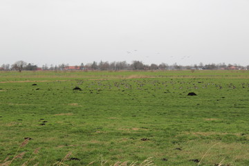 wild geese in the countryside