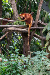 Tree Kangaroo