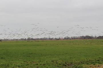 Wild geese put on the flight