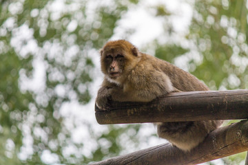 La sérénité du singe