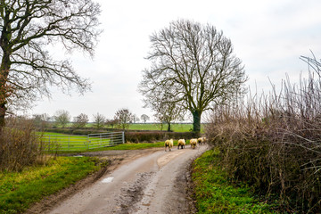 Fototapeta na wymiar Out for a walk - Woodend