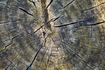 Old tree close-up