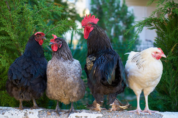 Cute Chicken Portrait