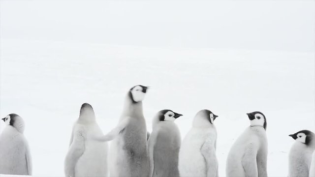 Emperor Penguin chicks on the ice