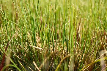 Green grass close-up