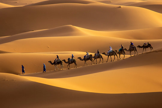Camels in desert