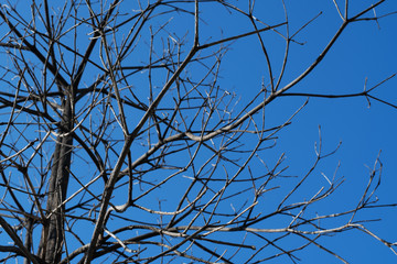 Dry branches tree against a blue sky
