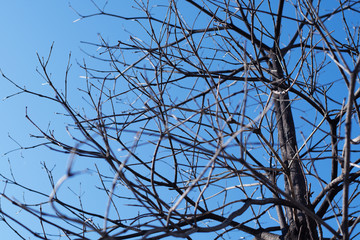Dry branches tree against a blue sky