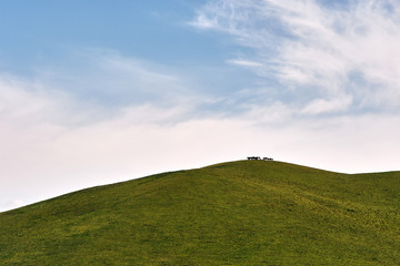 Horses on green meadow and bright blue sky. Summer background. Kyrgyzstan.