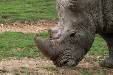 Rhinocéroce en train de manger