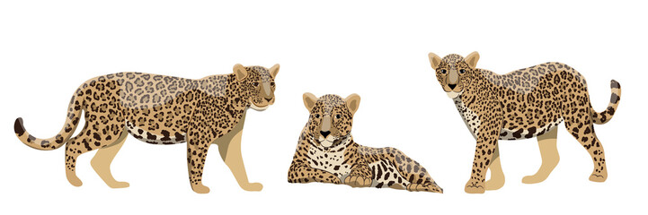Set of wild cats jaguars or leopards in different poses. Wildlife of the rainforests of the Amazon and South America. Realistic Vector animal © AnnstasAg