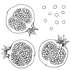 Hand drawn illustration of pomegranate slices isolated on white background. Elements for design.