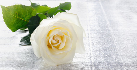 Beautiful white rose for Valentine's day or wedding on table