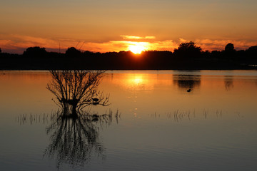 Naklejka na ściany i meble Bird makes a nest in the sunset on a small lake in Denmark in springtime