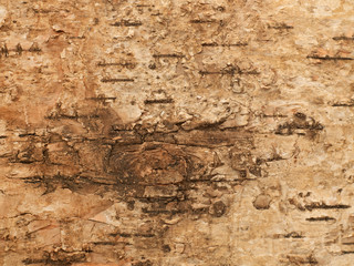 Bark texture