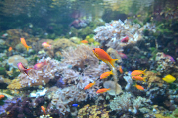 colored fish in the aquarium