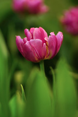 Fototapeta premium Tulip flower with green leaf background in tulip field