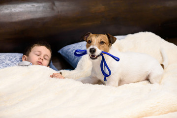 Child boy sleeping in bed and his dog wishing to go for walk