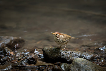 Puff-throated Babbler Birds playing the water to cool off in the stream.