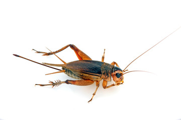cricket in a white background