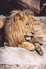 Lion