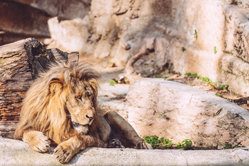 Naklejka premium Lion