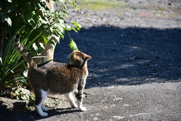 街のネコ