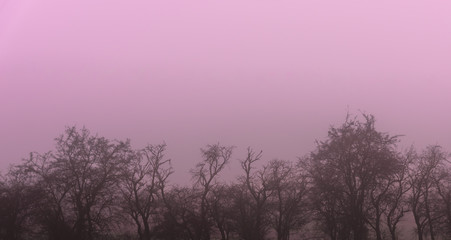 Fototapeta na wymiar The gloomy row of trees with pink mist