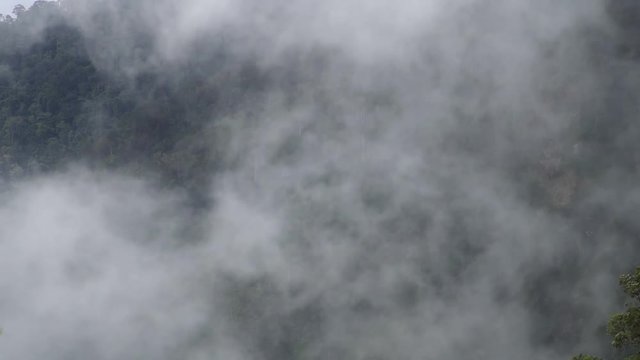 Cinemagraph of Thick Forest Fog and Smoke Moving in Mountain