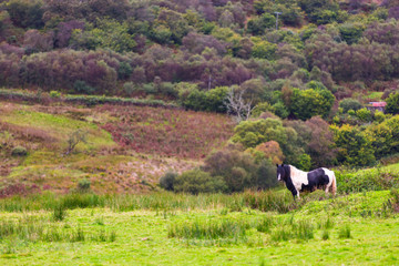 Obraz premium Czarny Cygan koń znany jako Gypsy Vanner lub Irlandzki Cob pasie się na pastwisku