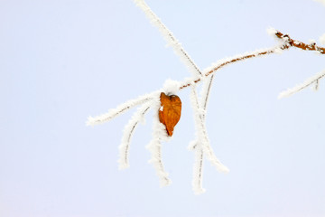 Goldenrain tree dried flowers in the snow