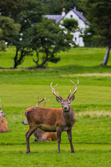 Naklejka na ściany i meble Red deer herd in natural environment on Island Arran, Scotland