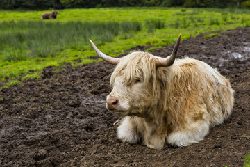 White Highland cow aka Scottish coo