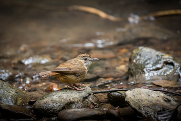 Abbott's Babbler's Birds playing the water to cool off in the stream