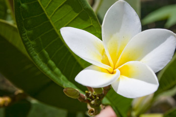 White plumeria flower in foliage