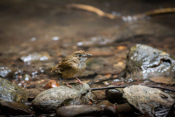 Abbott's Babbler's Birds playing the water to cool off in the stream