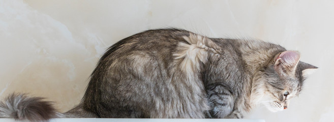 Naklejka na ściany i meble Female cat of siberian breed, grey silver color. Pretty kitten lying indoor in relax