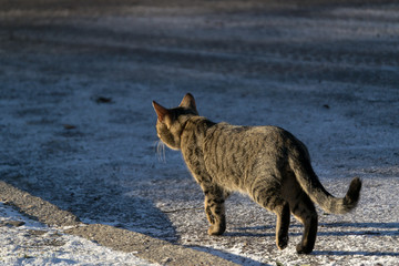 The cat is walking in the snow