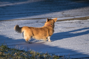 Yellow dog walking in the snow