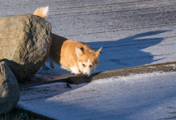 Yellow dog walking in the snow