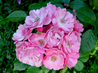 Bouquet of pink roses varieties Fireworks. The inflorescence of fresh beautiful flowers for a holiday, wedding, and on Valentine's Day grows in the Botanical Garden in summer