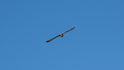 Seagull flying in the blue sky
