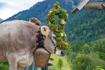Viehscheid - Allgäu - Kranzkuh - geschmückt - Hinterstein - Original