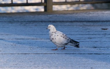 White dove walking in the snow