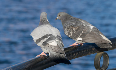 Pigeons are sitting on the fence